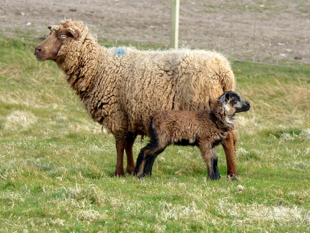 Shetland ewe and lamb