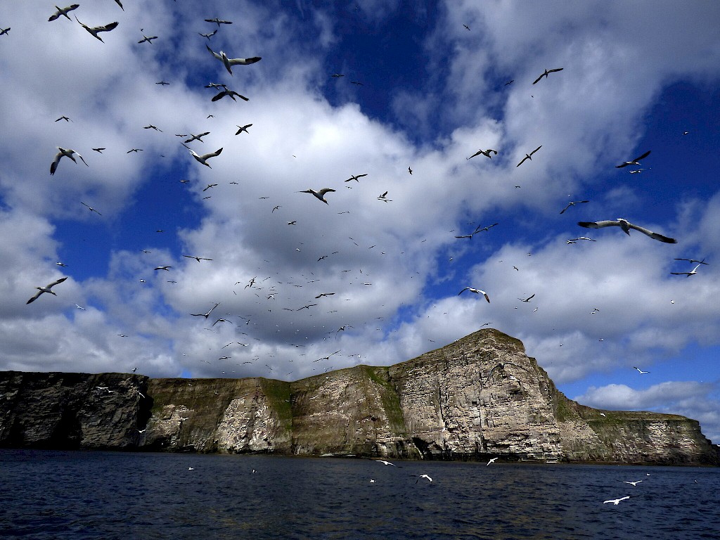 Gannets at Noss