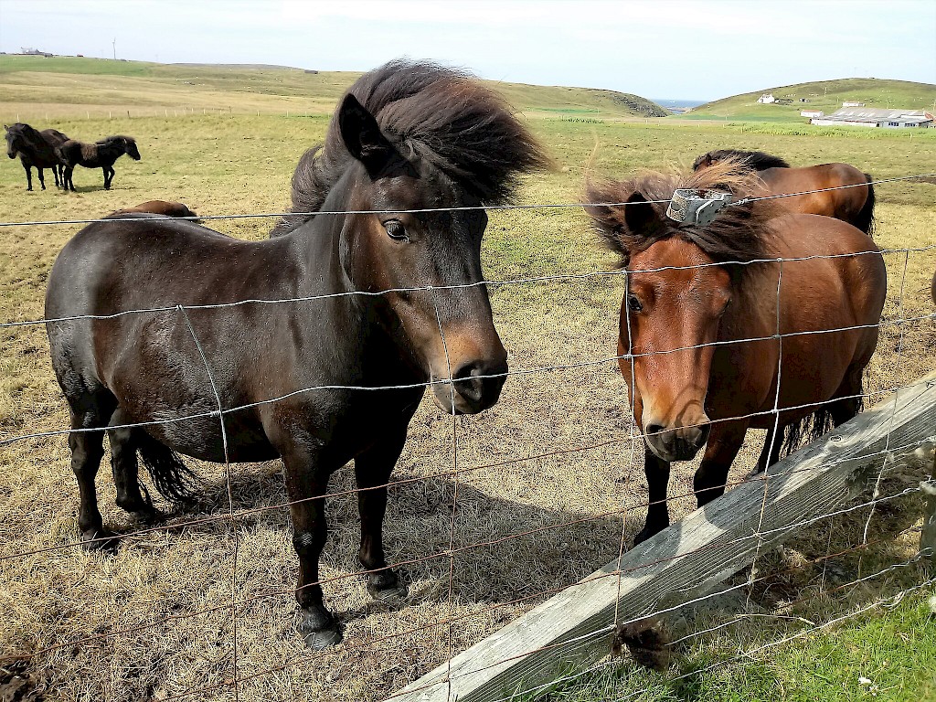 friendly Shetland ponies
