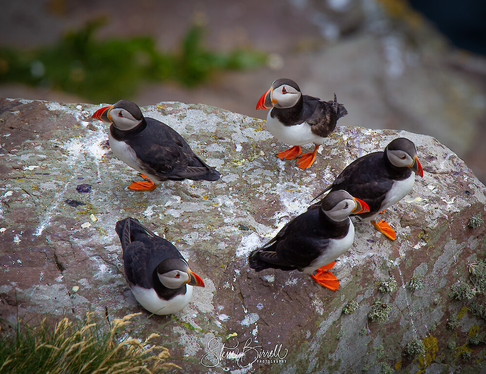 Voortrekker Shetland