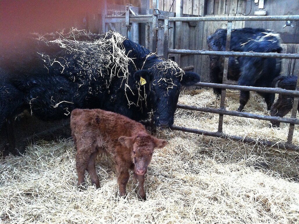 A new calf
