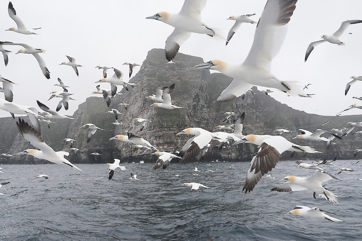 Flying with gannets at Noss