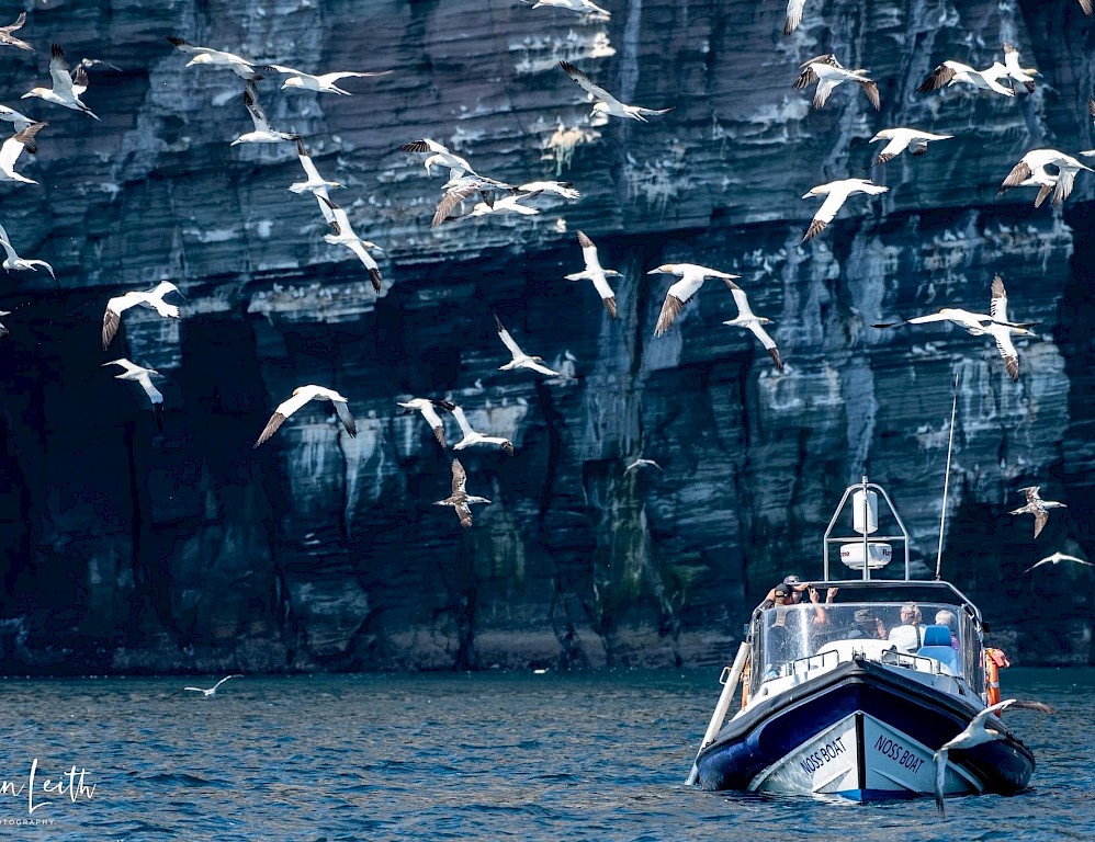 The Original Noss Boat - Shetland Seabird Tours