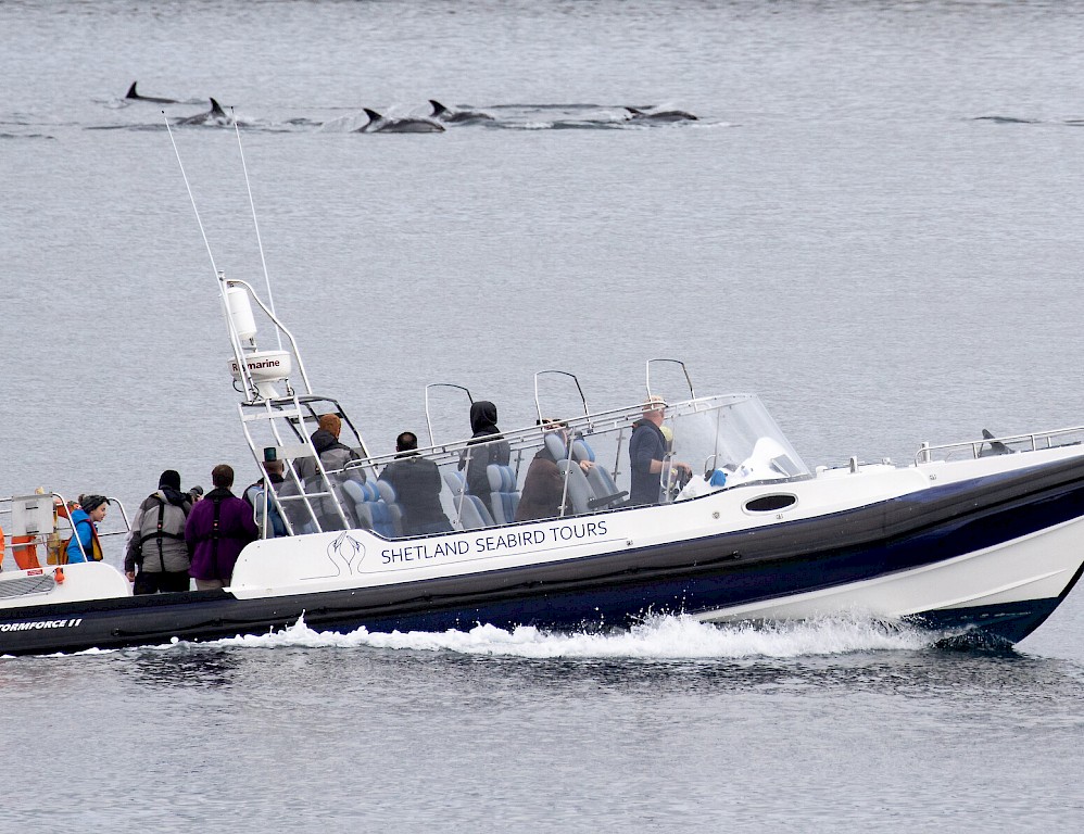 The Original Noss Boat - Shetland Seabird Tours
