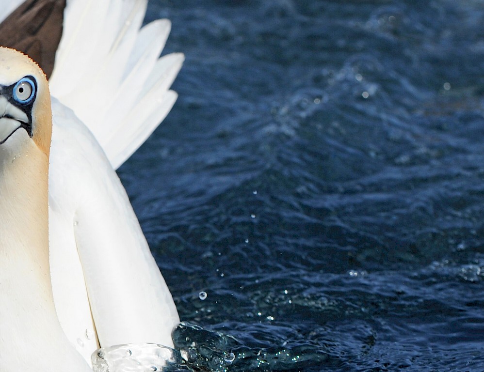 The Original Noss Boat - Shetland Seabird Tours