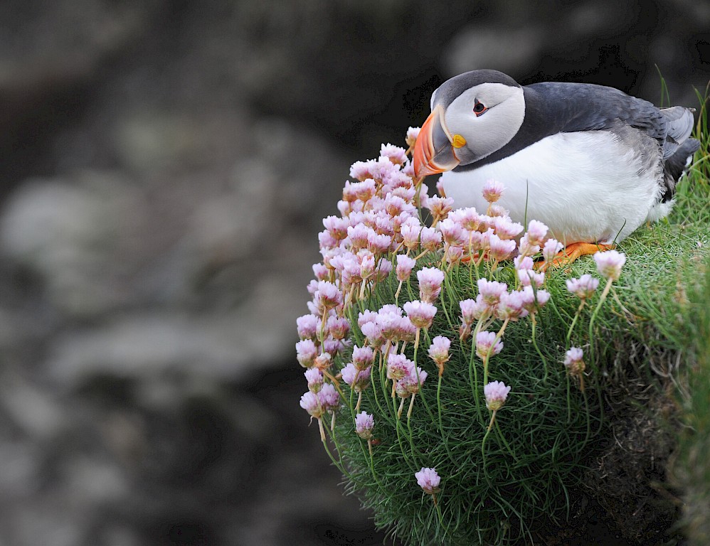 The Noss Boat - Shetland Seabird Tours