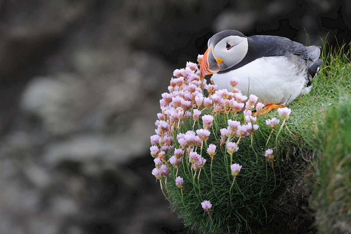 Puffin in pinks