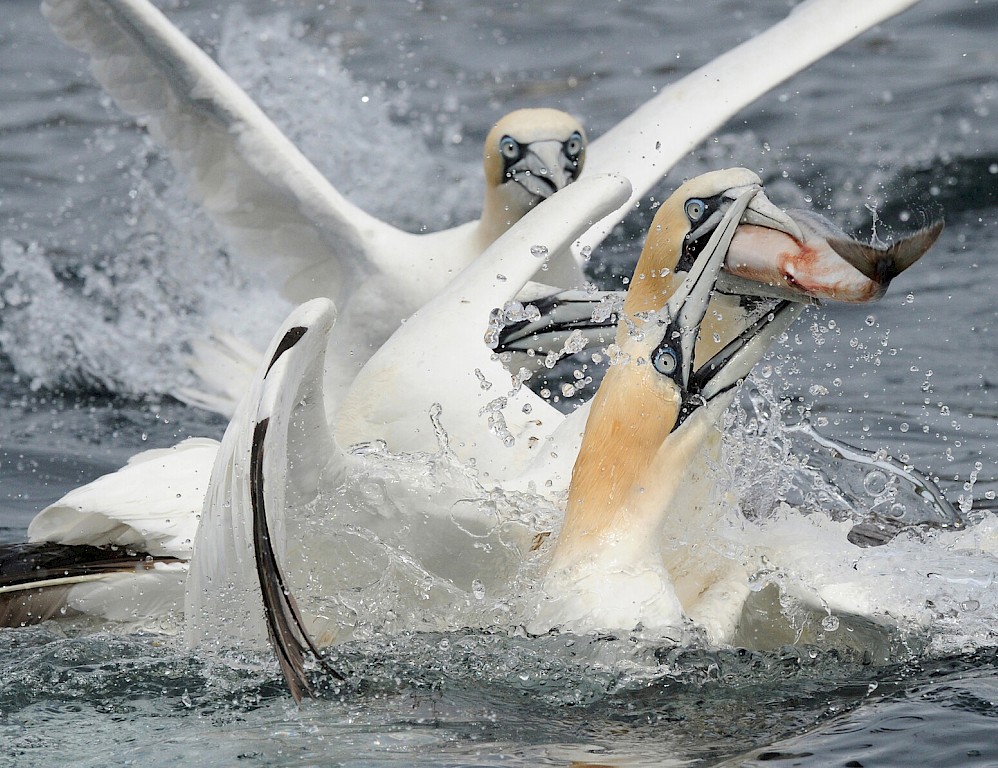 The Noss Boat - Shetland Seabird Tours