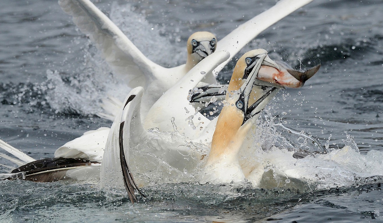 Gannet Action!