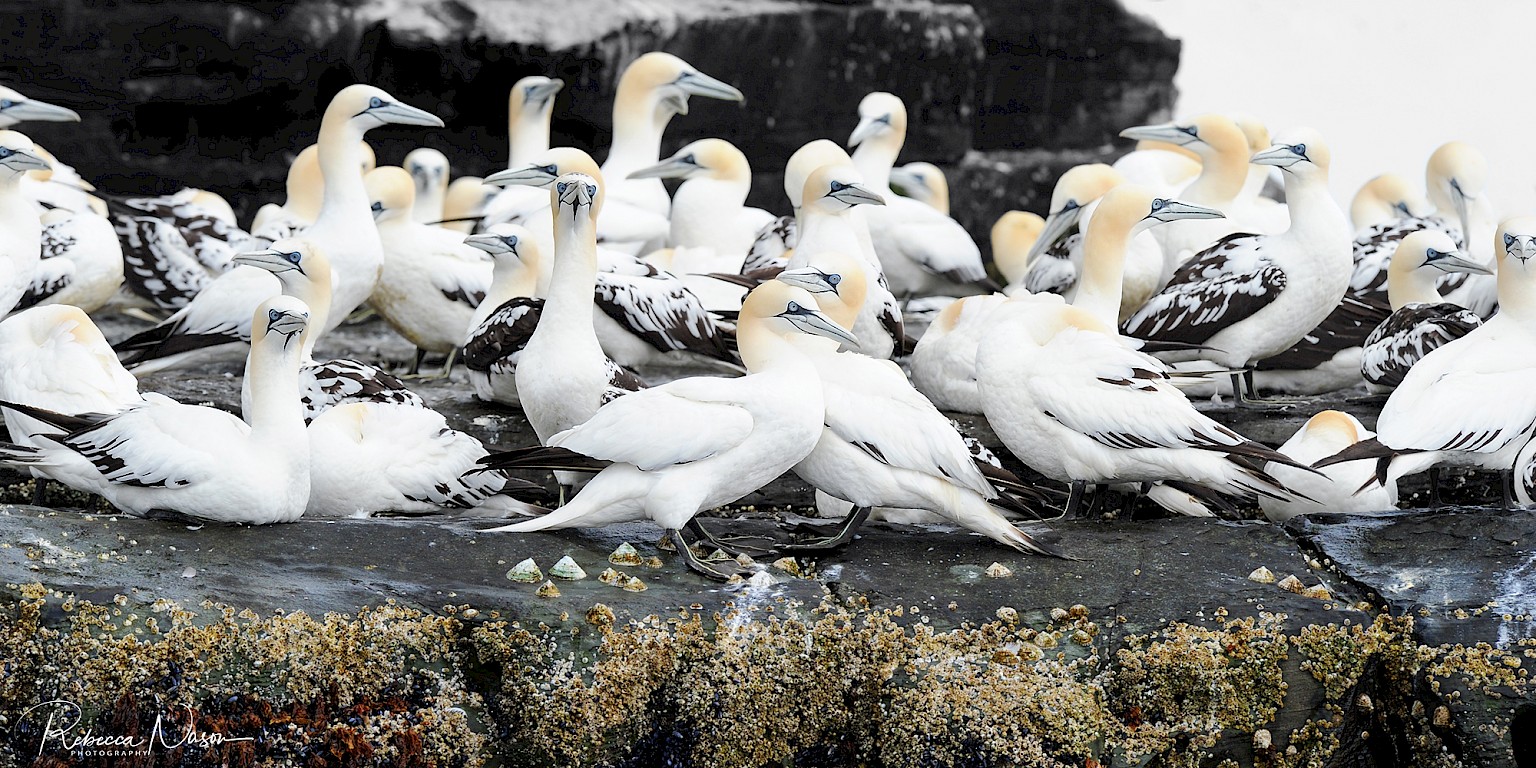 Gannets at Noss