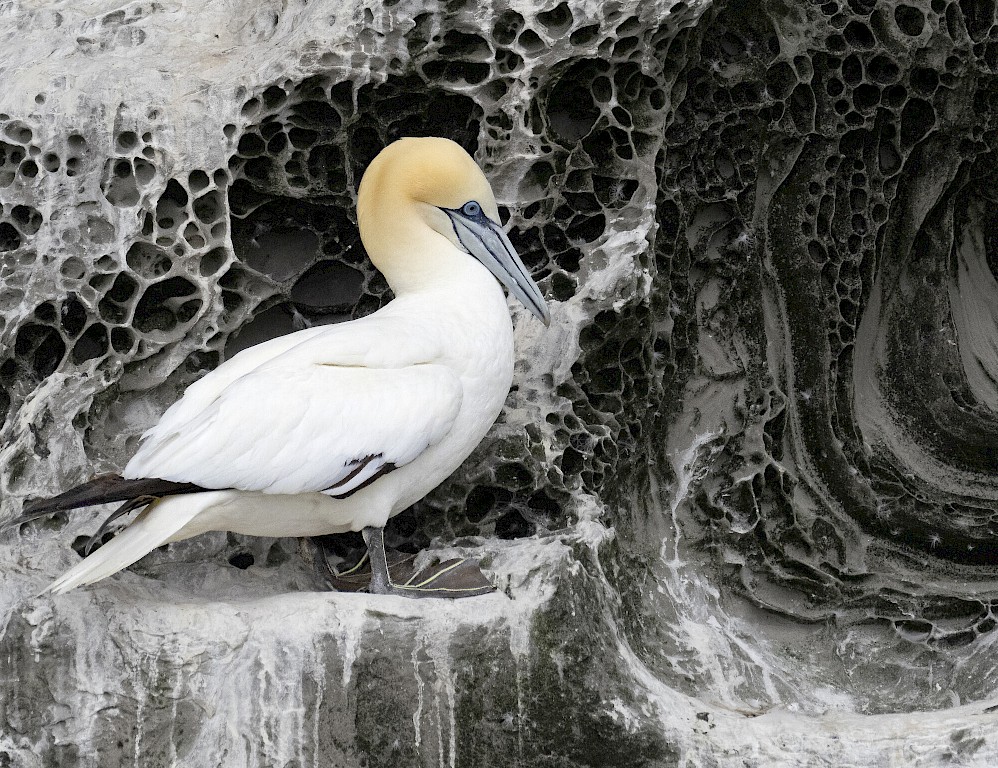 The Noss Boat - Shetland Seabird Tours