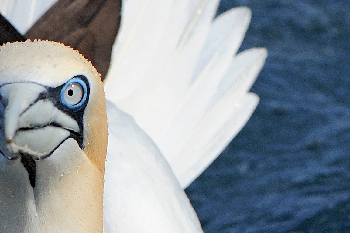 &copy; Gannet Eye View