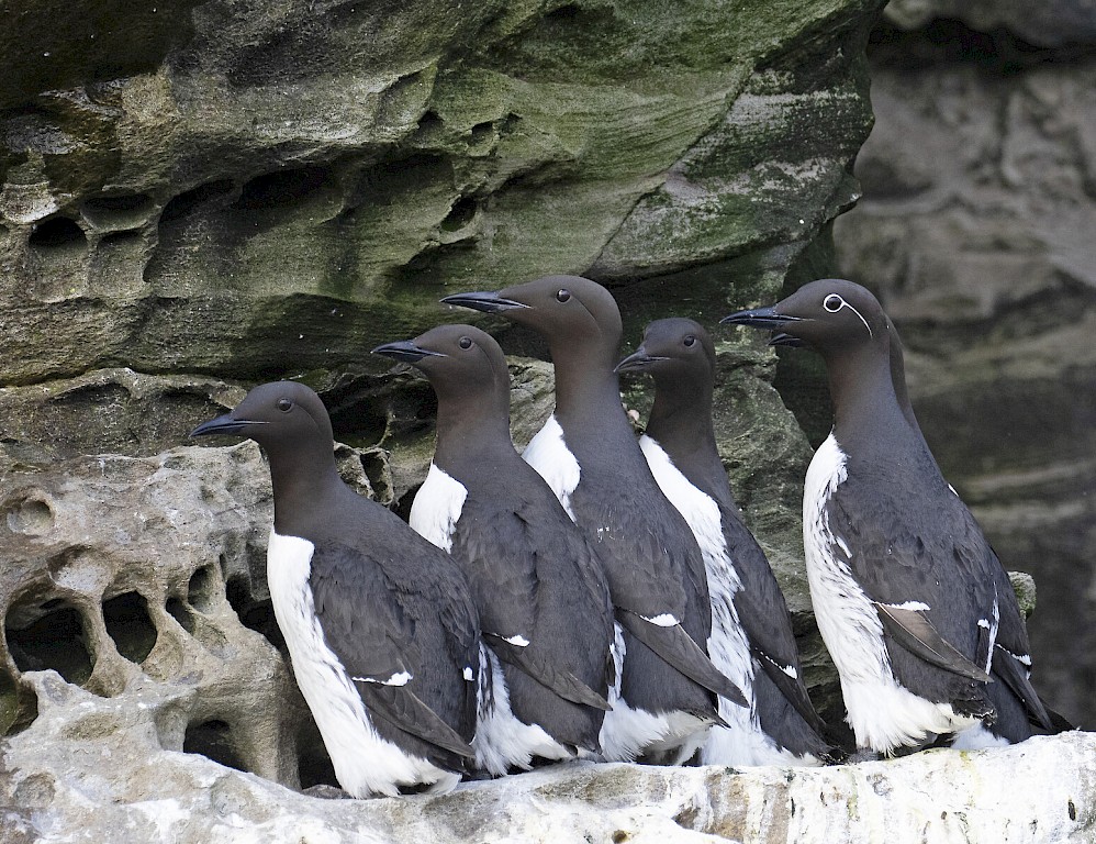 The Noss Boat - Shetland Seabird Tours
