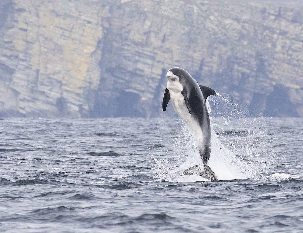 The Noss Boat - Shetland Seabird Tours