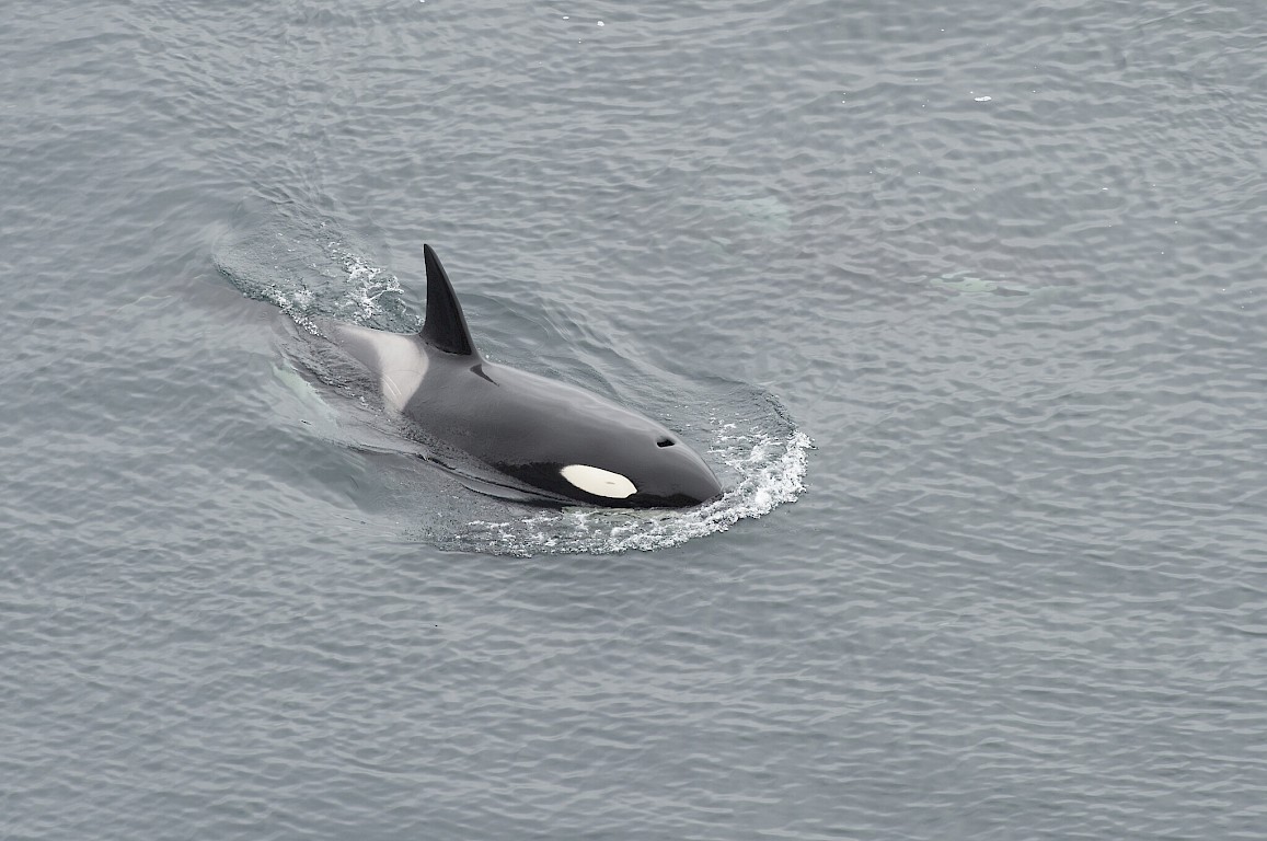 The Noss Boat - Shetland Seabird Tours