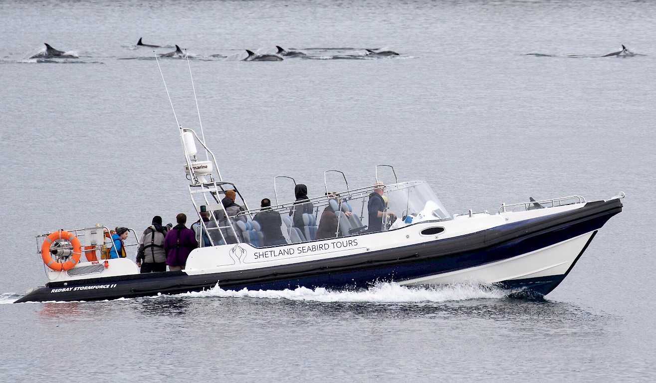 The Noss Boat enjoying a pod of White-sided Dolphins (credit John Coutts)