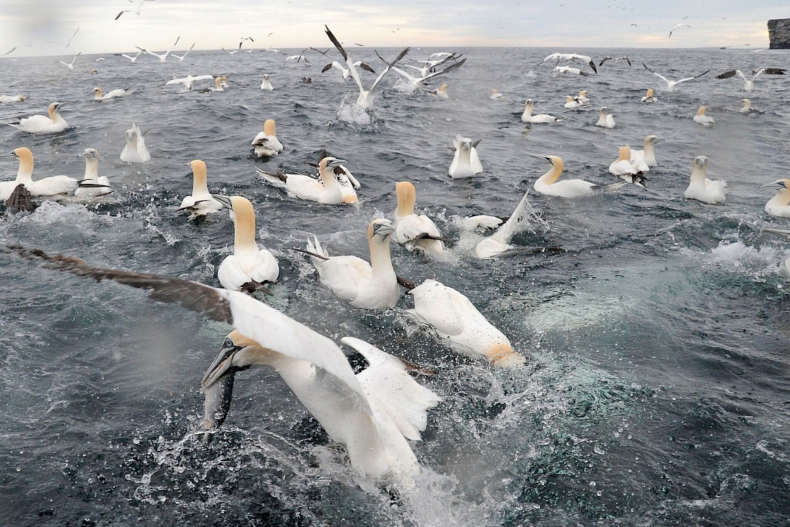 Gannet Action!
