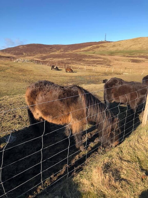 Shetland minibus tours