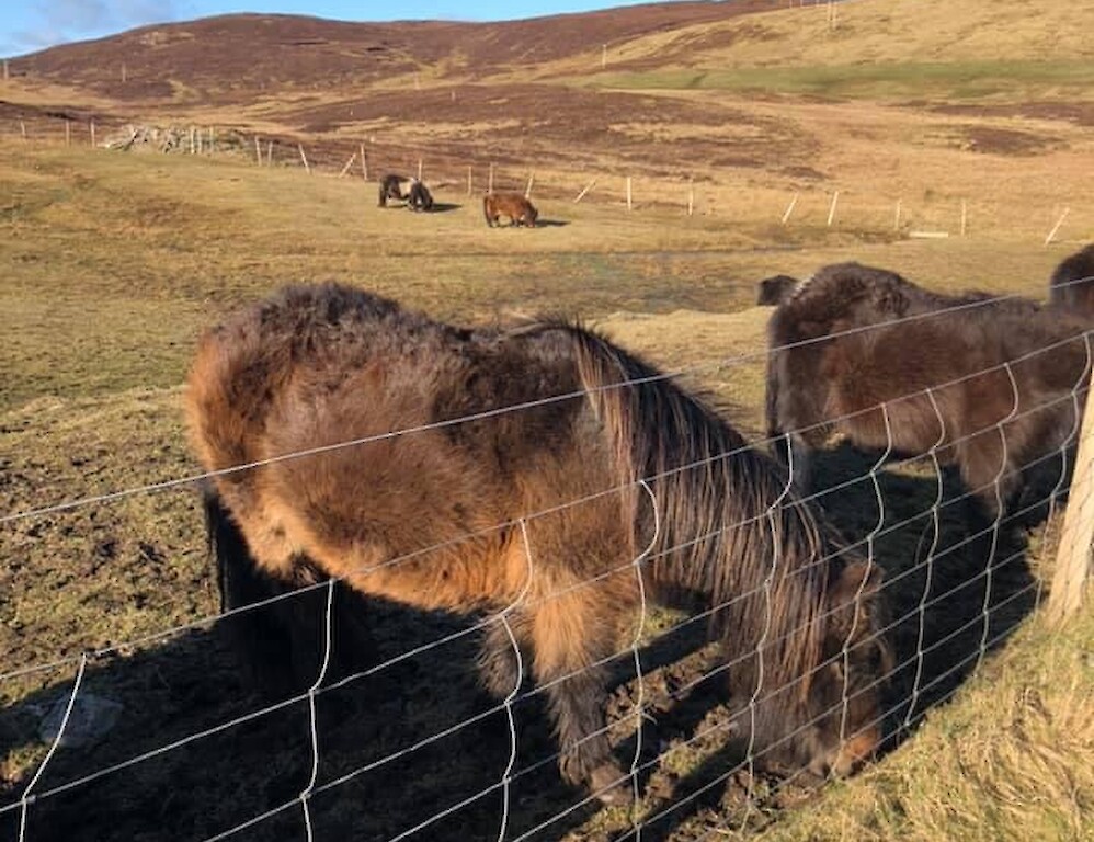 Shetland minibus tours