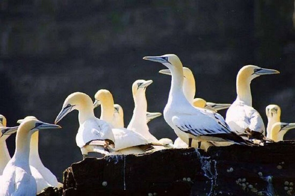The Original Noss Boat: Seabirds and Seals EST 1992