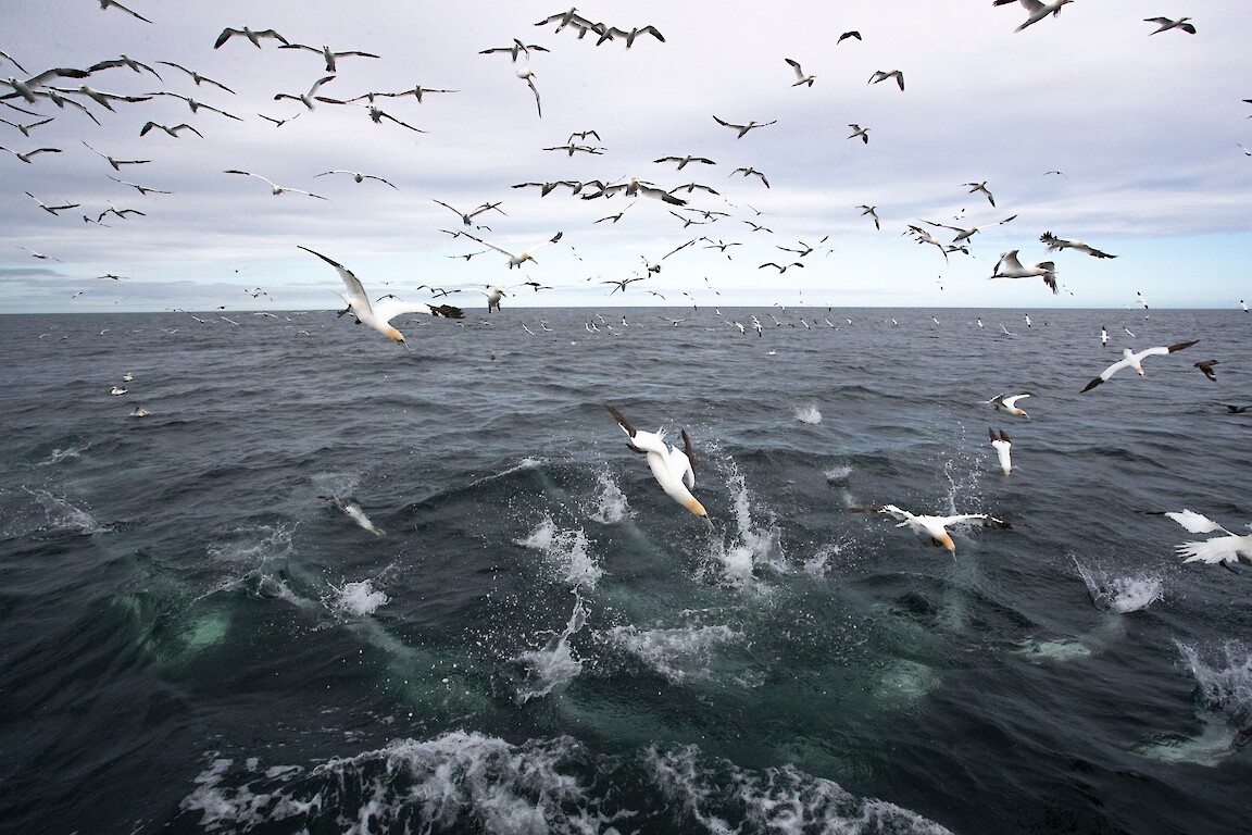 The Original Noss Boat: Seabirds and Seals EST 1992