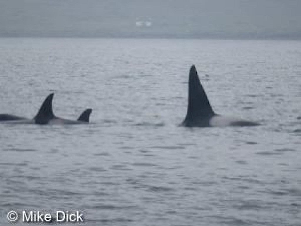 The Original Noss Boat: Seabirds and Seals EST 1992