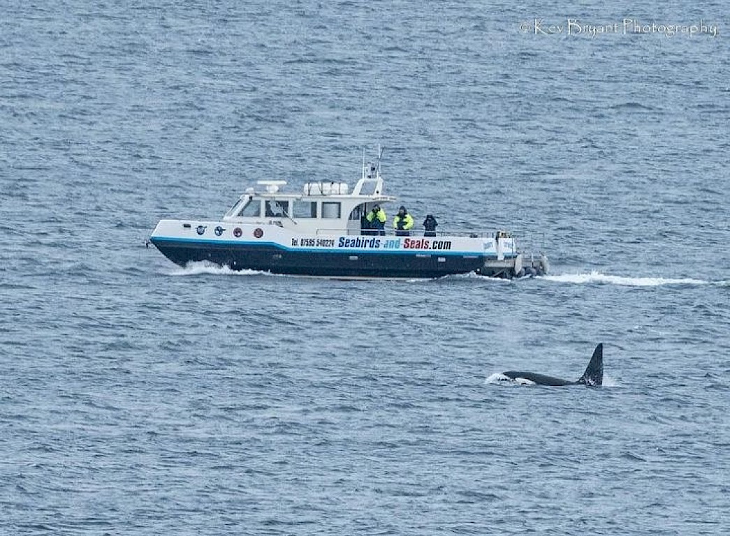 The Original Noss Boat: Seabirds and Seals EST 1992