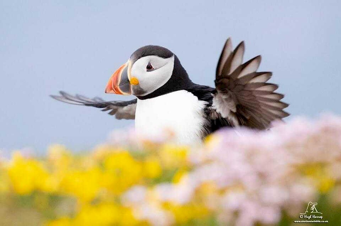 The Original Noss Boat: Seabirds and Seals EST 1992