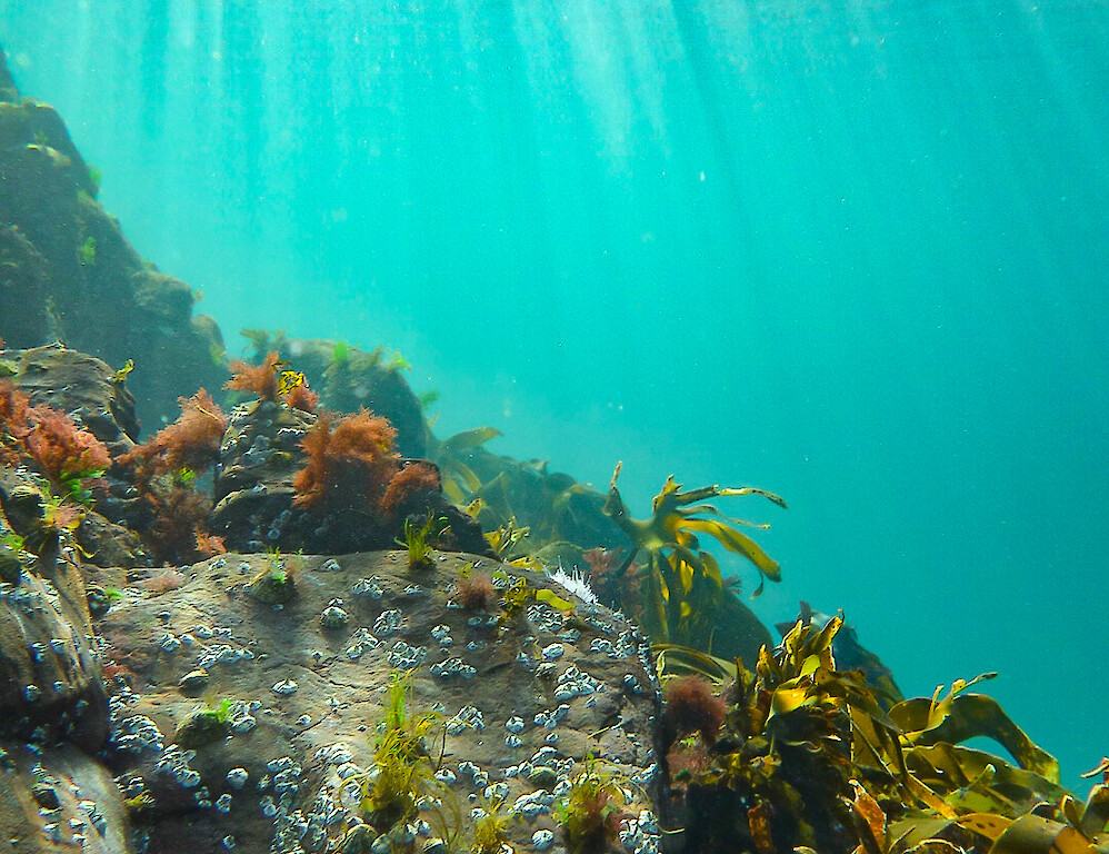 Freedive Shetland - Atlantica