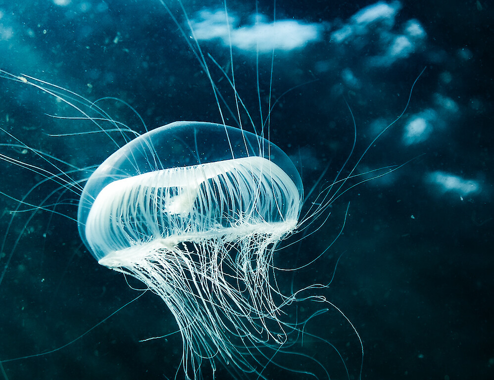 Freedive Shetland - Atlantica