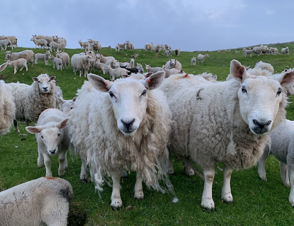 Shetland Footprints Guided Tours