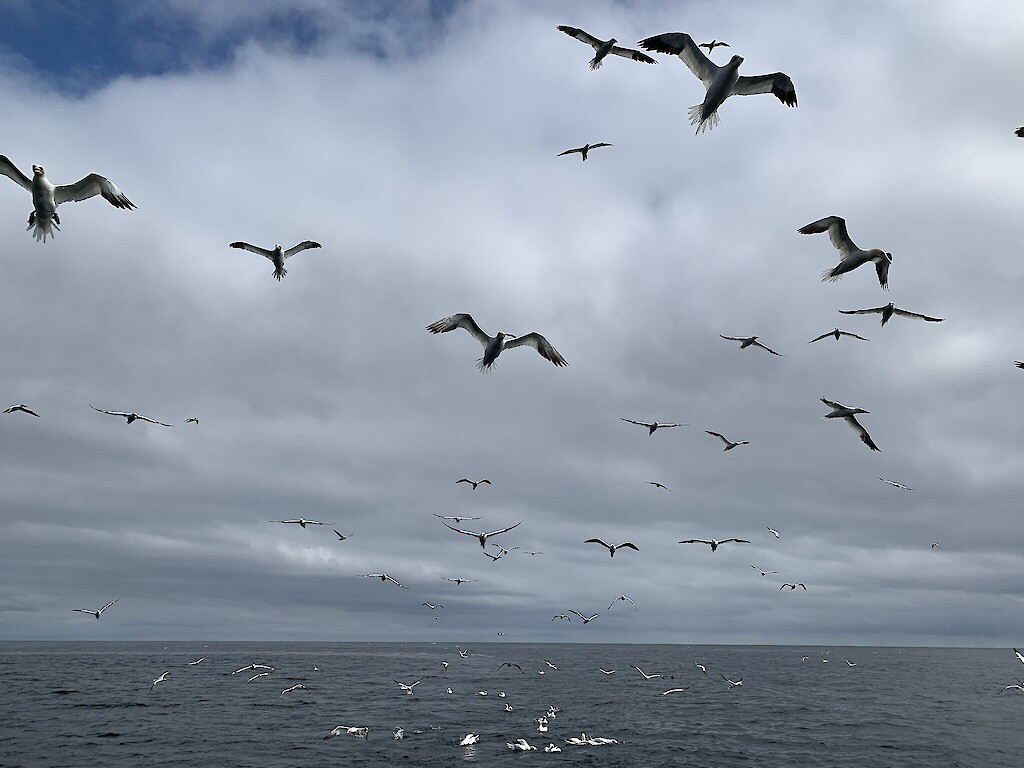 Gannets