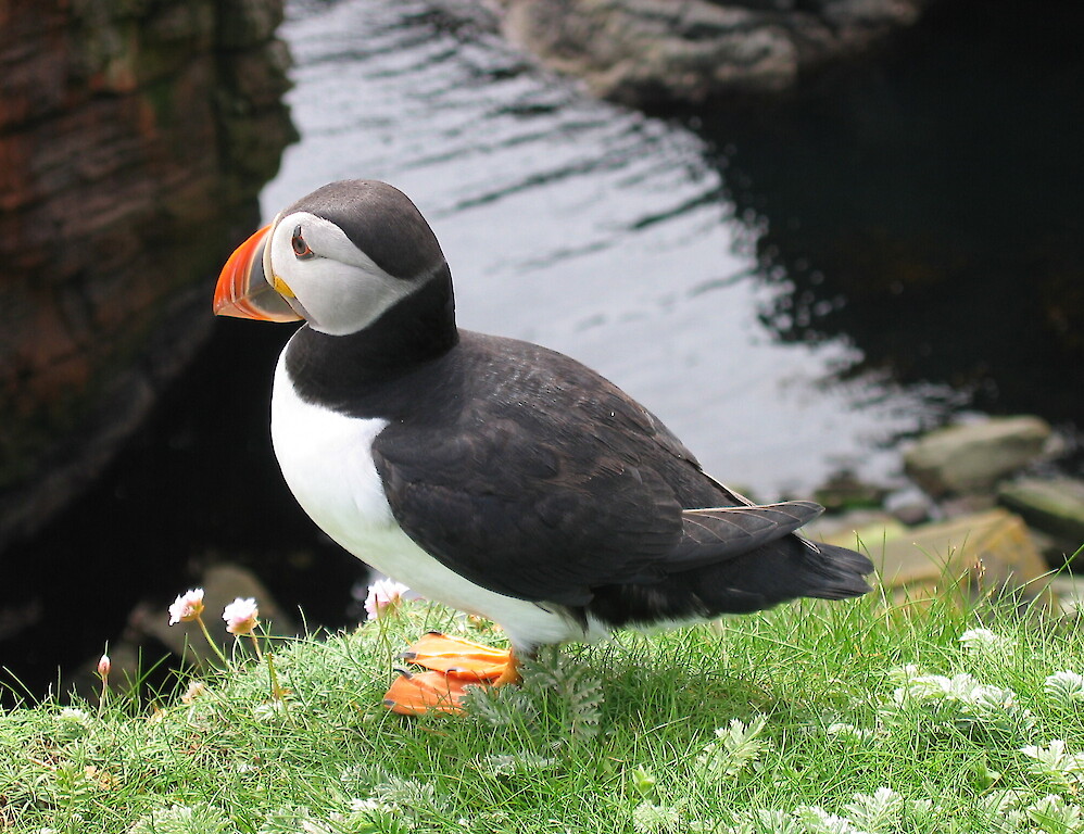 Shetland Footprints Guided Tours