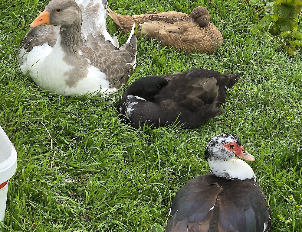 The Silly Sheep Fibre co