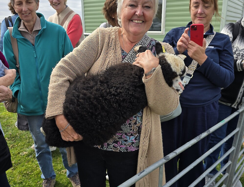 The Silly Sheep Fibre co