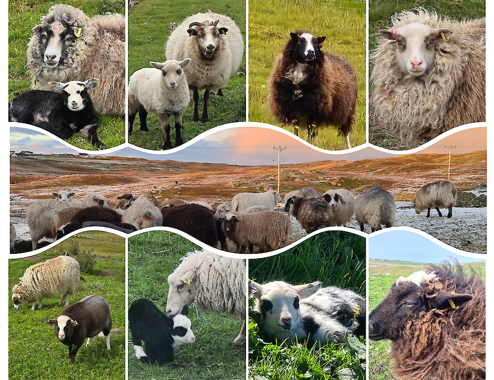 The Silly Sheep Fibre co