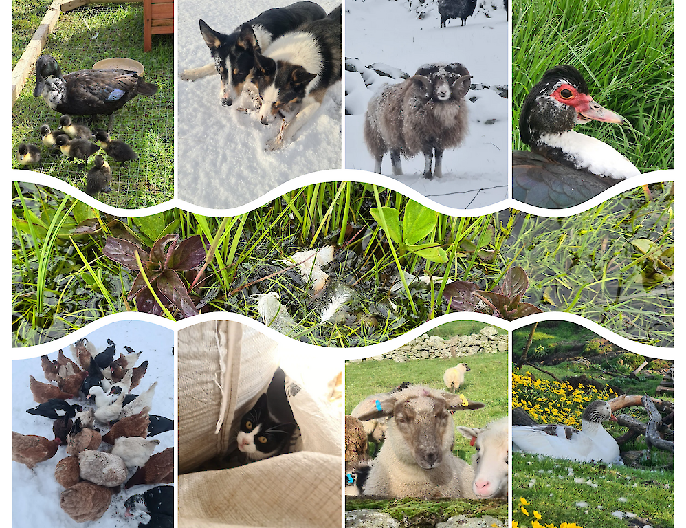 The Silly Sheep Fibre co