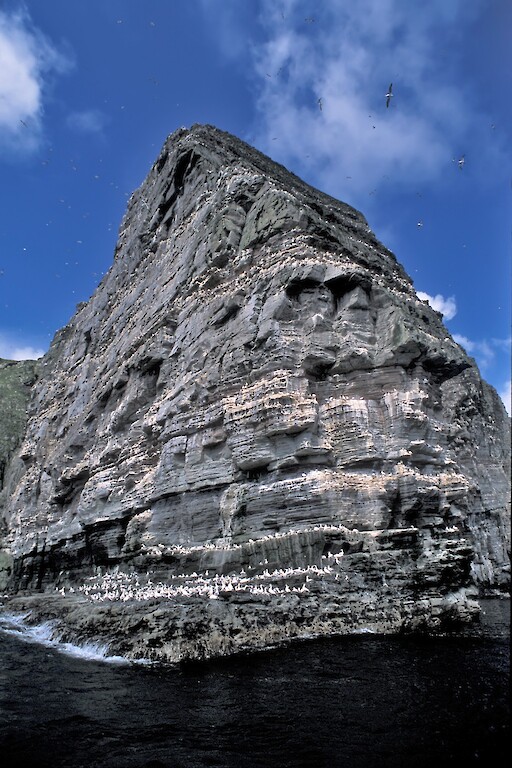 The Original Noss Boat: Seabirds and Seals EST 1992