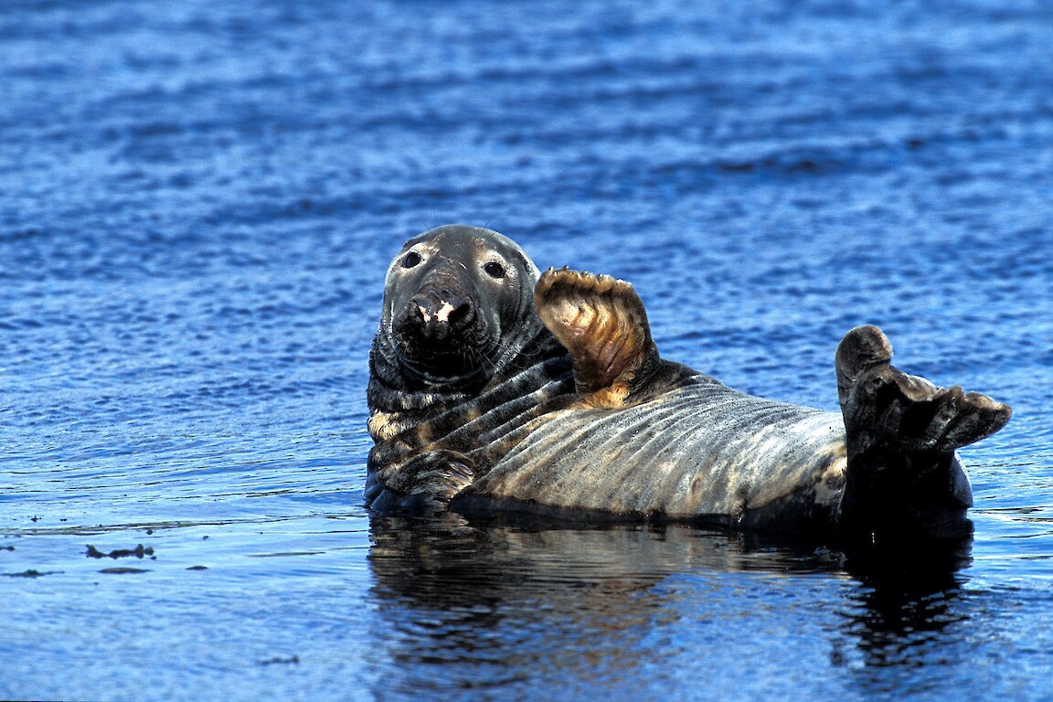 The Original Noss Boat: Seabirds and Seals EST 1992