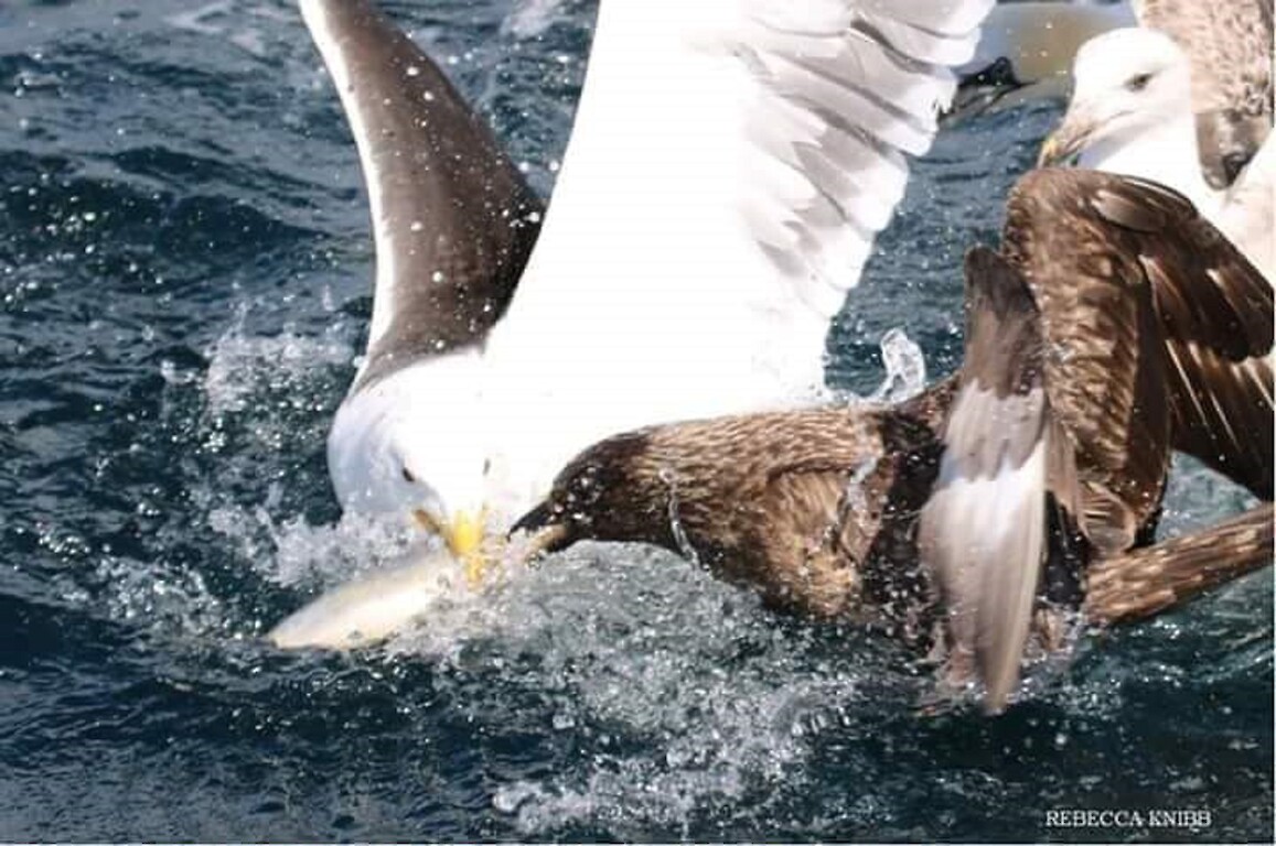 The Original Noss Boat: Seabirds and Seals EST 1992