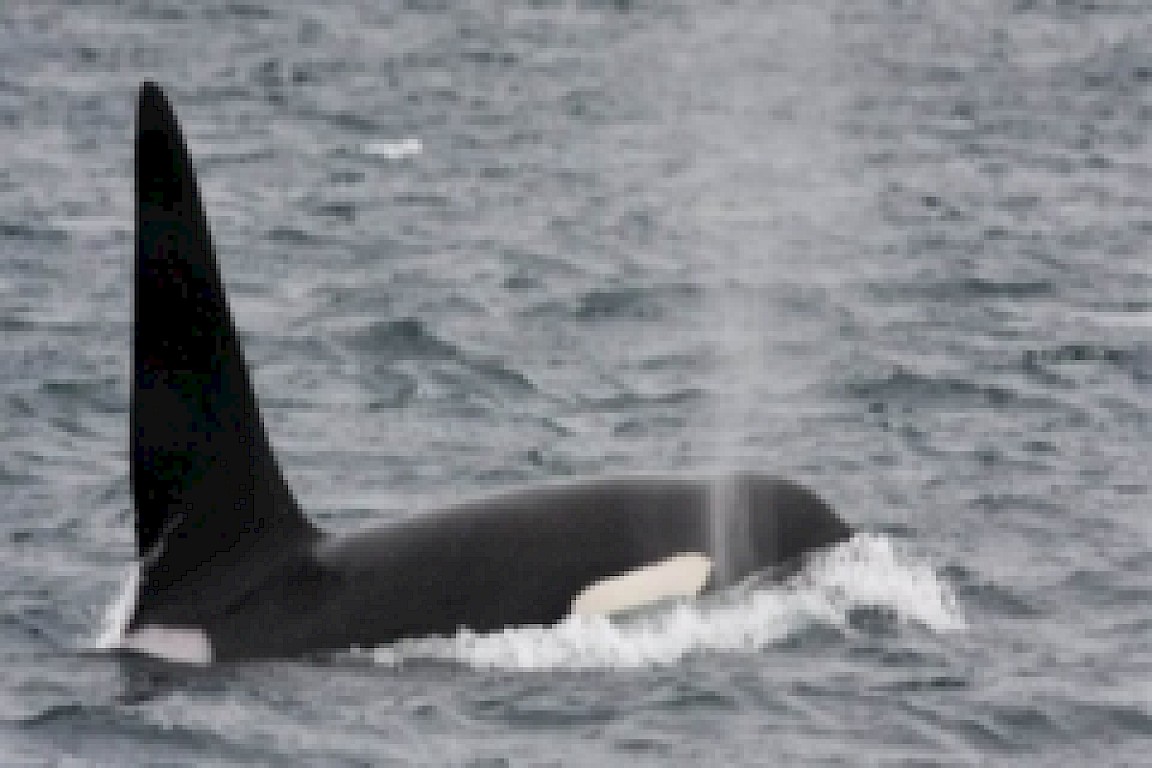 The Original Noss Boat: Seabirds and Seals EST 1992