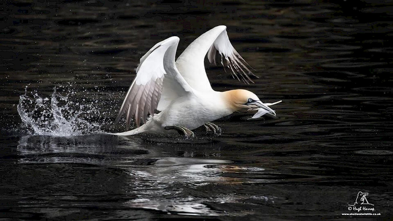 The Original Noss Boat: Seabirds and Seals EST 1992