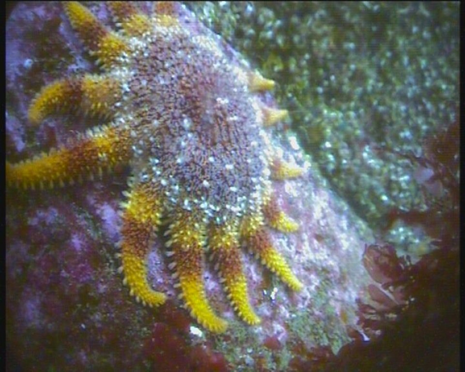 The Original Noss Boat: Seabirds and Seals EST 1992