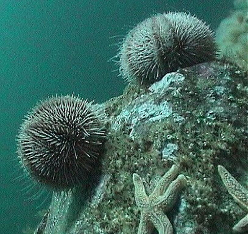 The Original Noss Boat: Seabirds and Seals EST 1992