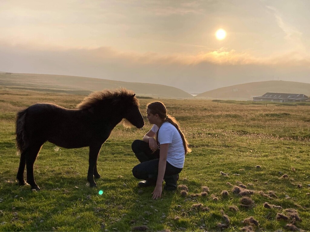 Another of our many Shetland pony&rsquo;s